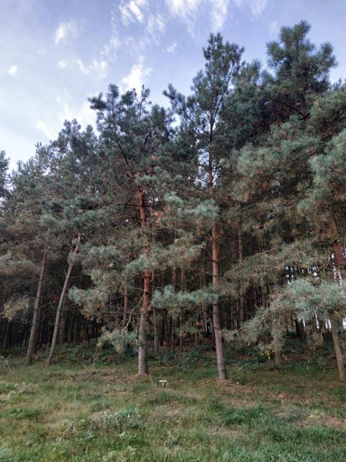 Domki Nad Jeziorem - Zalesie 7D 외부 사진